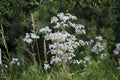 Anise Herb Seeds (100) – Licorice Flavor, Pimpinella anisum, Aromatic Culinary & Medicinal Herb