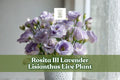 Lisianthus Live Plant Starter Plug – Rosita III Lavender Eustoma for Containers, Flower Beds & Cut Flowers