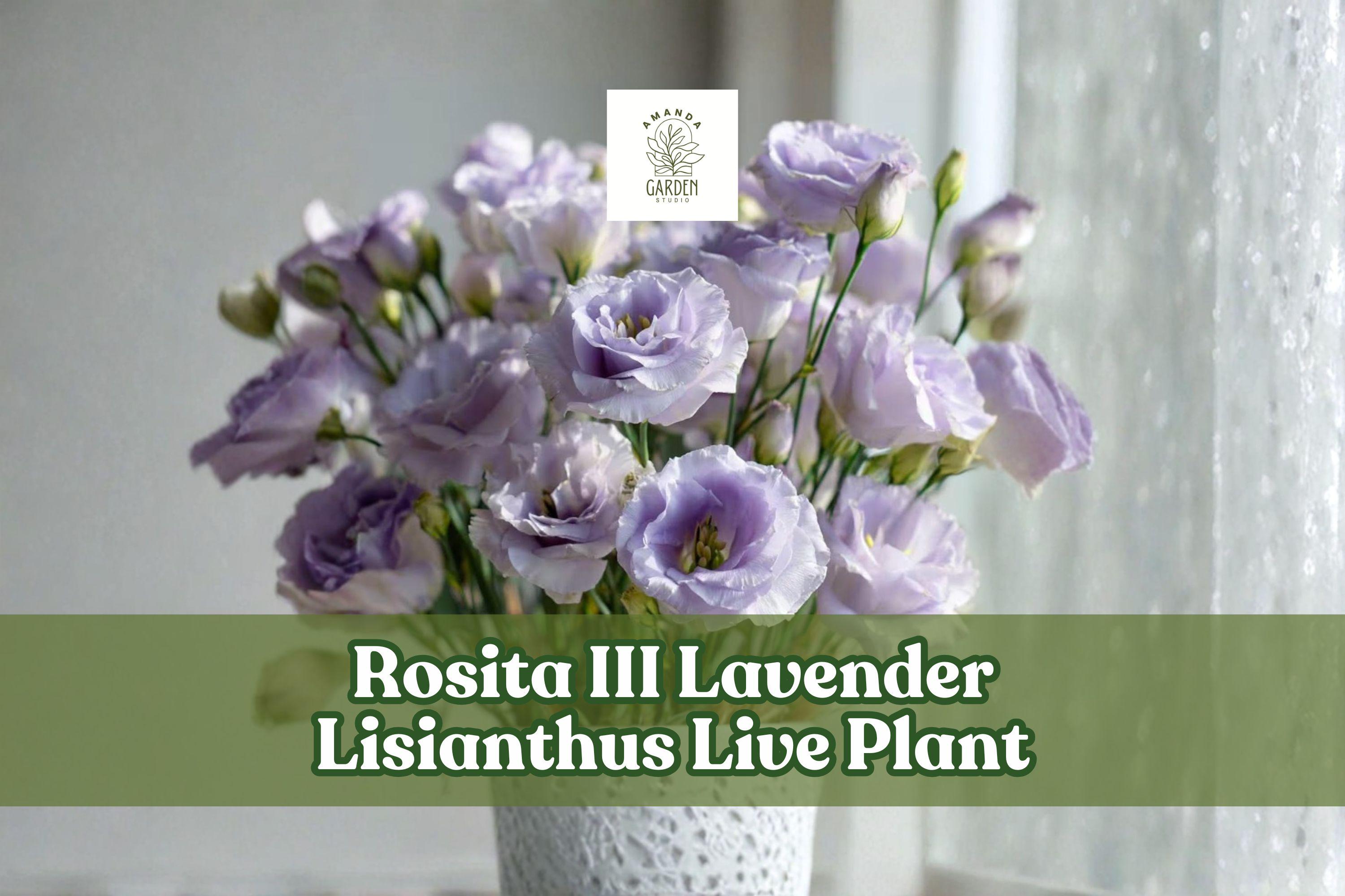 Lisianthus Live Plant Starter Plug – Rosita III Lavender Eustoma for Containers, Flower Beds & Cut Flowers