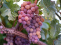 Red Reliance Grape Vine – Seedless Edible Fruit Plant, Climbing Vitis spp., Bare Root 1–2 Ft, Full Sun, Perennial Fruit Vine