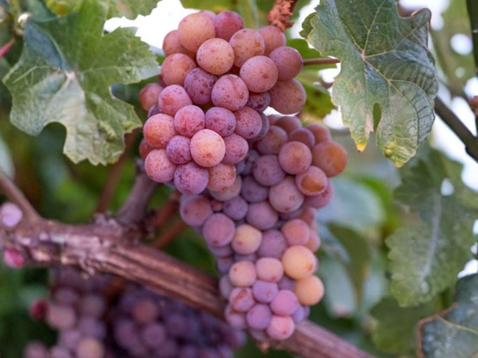 Red Reliance Grape Vine – Seedless Edible Fruit Plant, Climbing Vitis spp., Bare Root 1–2 Ft, Full Sun, Perennial Fruit Vine