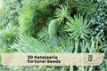 Keteleeria fortunei Seeds – Evergreen Conifer Tree for Landscaping, Garden, Outdoor Planting