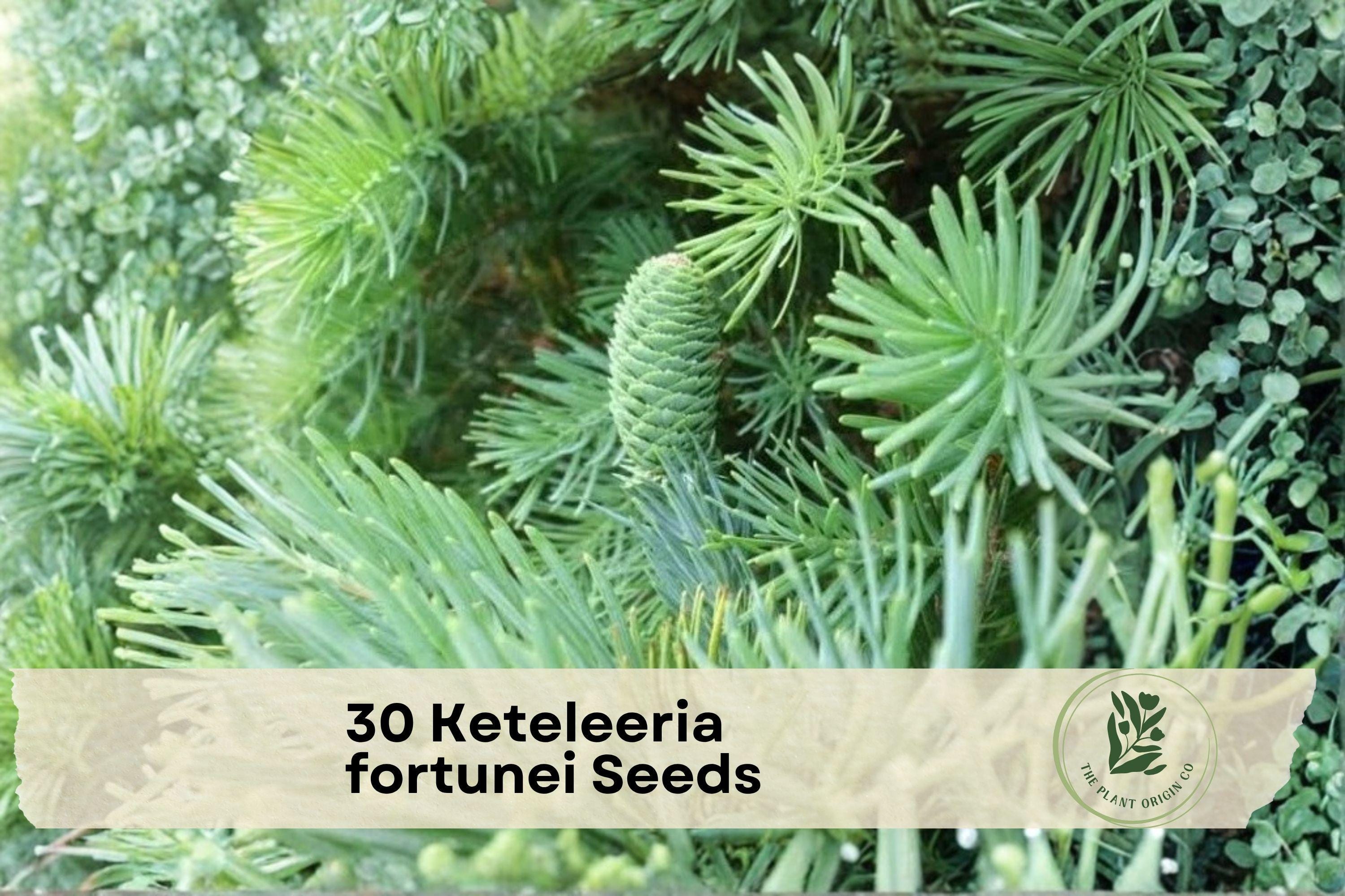 Keteleeria fortunei Seeds – Evergreen Conifer Tree for Landscaping, Garden, Outdoor Planting