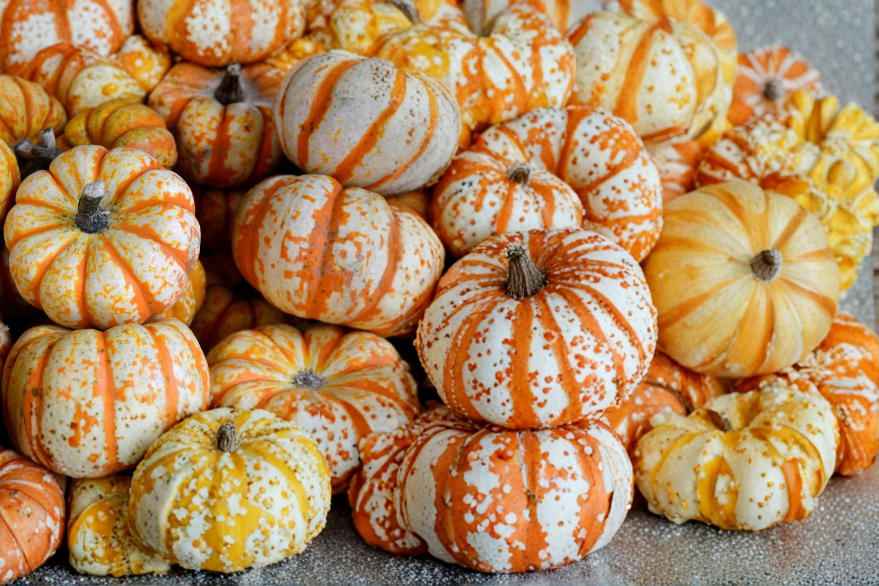 Striped Pumpkin Seeds – Cucurbita pepo, Ornamental White & Red Veined Pumpkin, Fall Garden Vine Crop, Seasonal Decor Plant