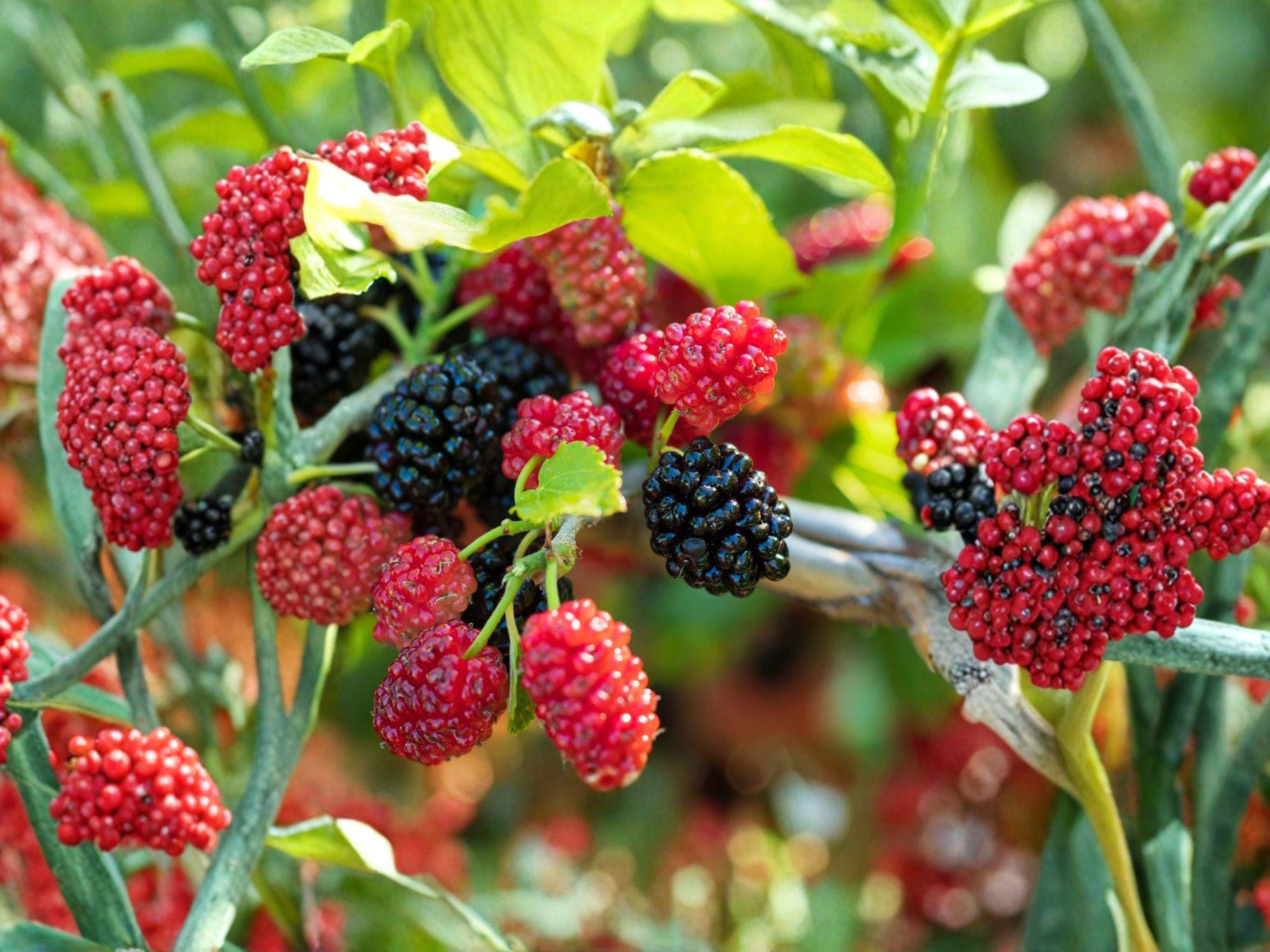 Dwarf Everbearing Mulberry Plant – Compact Morus sp. Fruit Tree for Small Gardens, 3–4in Bare Root