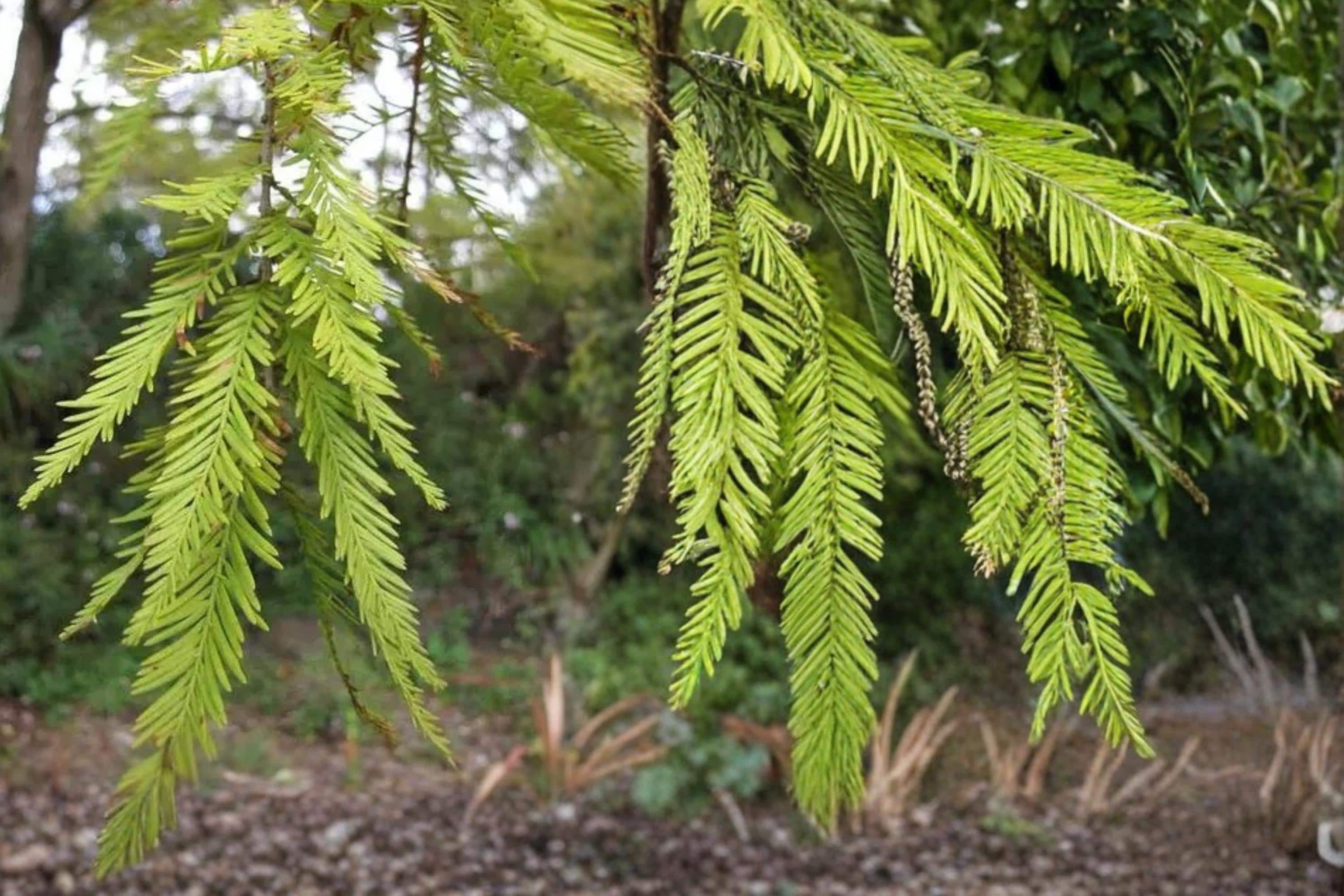 Bald Cypress Seeds – Taxodium distichum – Wetland Tree with Feathery Foliage for Water Gardens and Landscape Planting
