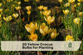 20 Yellow Crocus Bulbs for Planting - Early Spring Blooming Crocus (Crocus) for Garden Beds, Borders, Lawns, Containers
