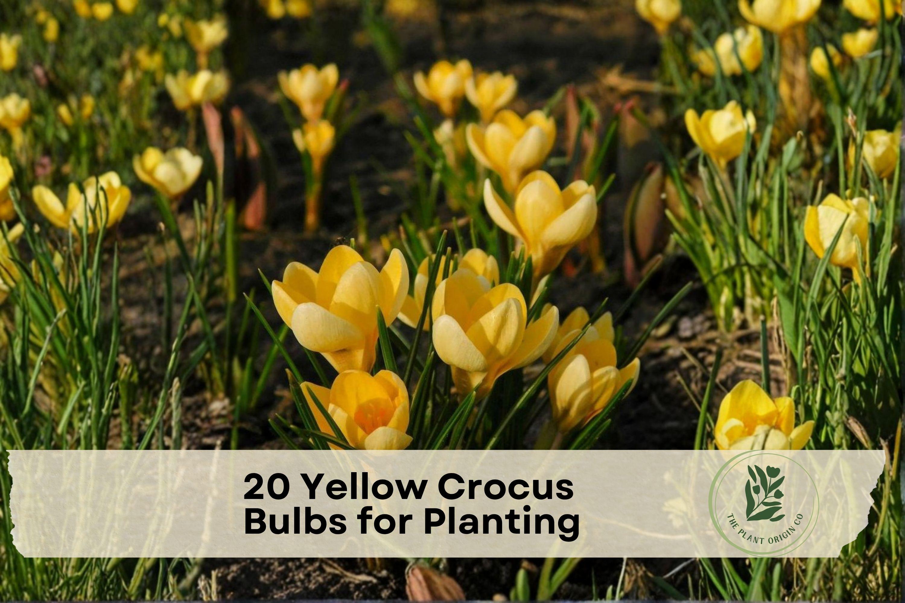 20 Yellow Crocus Bulbs for Planting - Early Spring Blooming Crocus (Crocus) for Garden Beds, Borders, Lawns, Containers