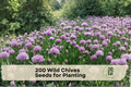 Wild Chives Seeds – 200 Non-GMO Allium schoenoprasum Herb Seeds for Cooking, Garnishing & Indoor Gardens