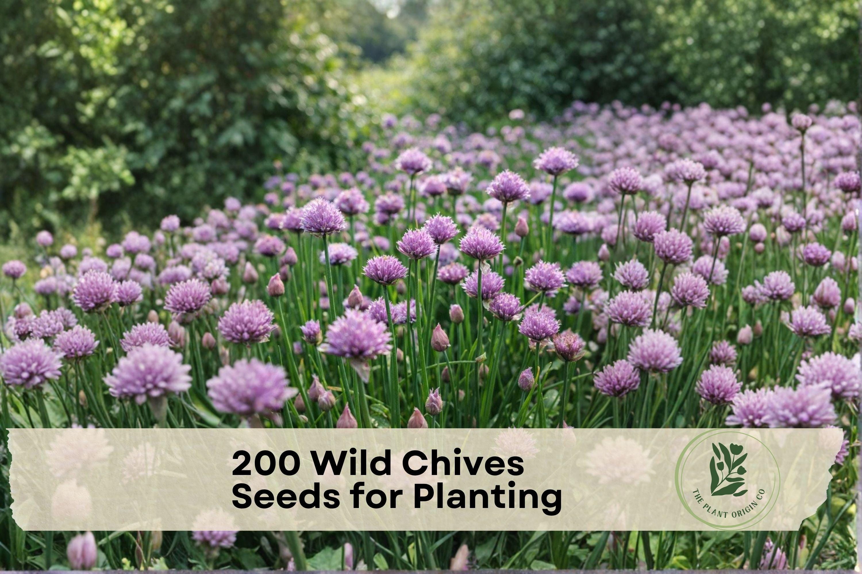Wild Chives Seeds – 200 Non-GMO Allium schoenoprasum Herb Seeds for Cooking, Garnishing & Indoor Gardens