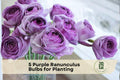 Purple Ranunculus Bulbs, Flower Bulbs, Ranunculus asiaticus, Garden & Cut Flowers, 5 Bulbs