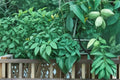 Butternut Tree Seeds – Juglans cinerea – Edible Nut Tree with Broad Canopy for Garden and Landscape Planting