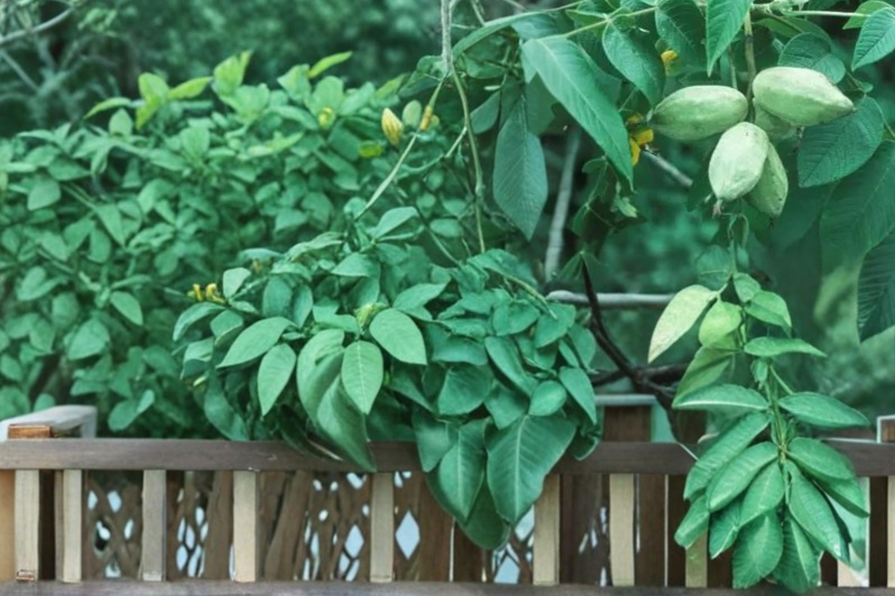 Butternut Tree Seeds – Juglans cinerea – Edible Nut Tree with Broad Canopy for Garden and Landscape Planting