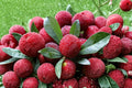 Yumberry Tree Seeds, Myrica rubra, Evergreen Fruit Tree, Edible Berries, Tropical Garden Plant, Warm Climate Plant