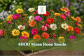 Moss Rose Seeds, Portulaca grandiflora, Double Bloom Groundcover, Multicolor, Succulent, 4000+ Seeds