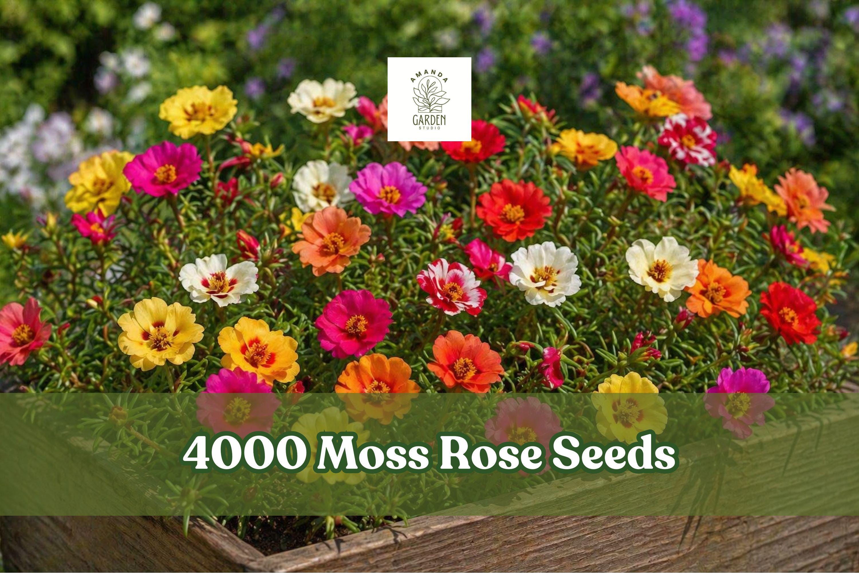 Moss Rose Seeds, Portulaca grandiflora, Double Bloom Groundcover, Multicolor, Succulent, 4000+ Seeds