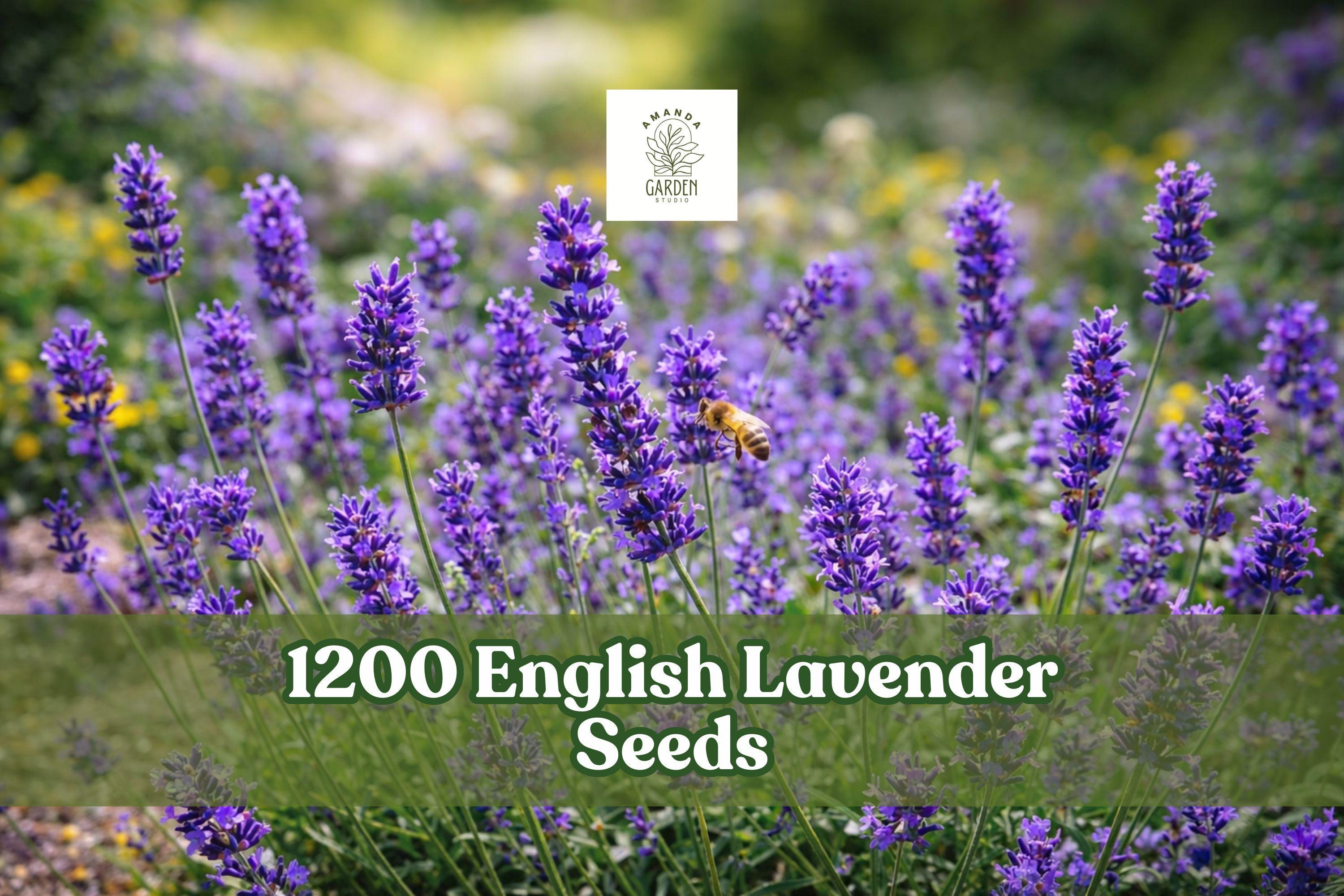 English Lavender Seeds, Lavandula angustifolia Munstead, Aromatic Herb for Garden, Borders, Containers, 1200+ Seeds