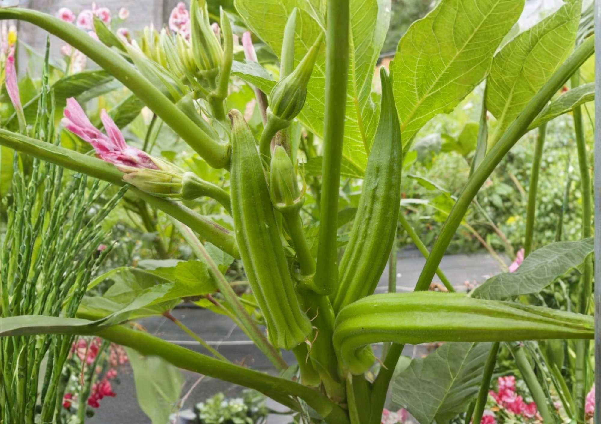 Louisiana Longhorn Cowhorn Okra Seeds – Heirloom Vegetable Seeds for Garden Planting, Extra-Long Green Pods, High Yield