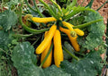 Golden Zucchini Seeds – Heirloom Organic Non-GMO Summer Squash for Garden Planting, Bright Yellow, High Yield