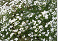 Baby's Breath Seeds, Gypsophila White Flower Seeds for Garden, Cut Flowers, Wedding Bouquets, 500+ Seeds