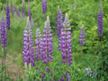 Large Leaf Lupine Seeds | Lupinus polyphyllus Flowering Plant | Perennial Garden Seeds for Borders & Natural Landscapes