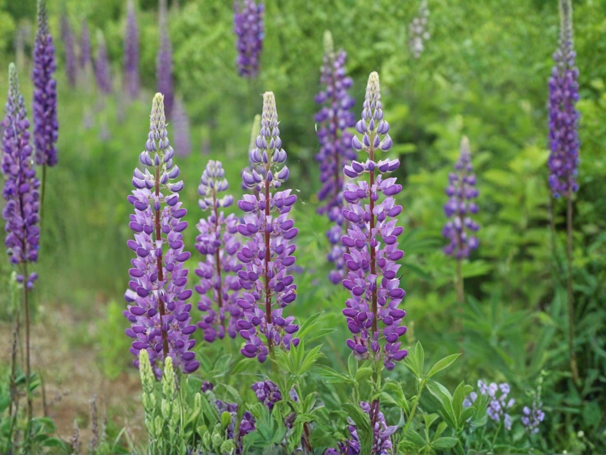 Large Leaf Lupine Seeds | Lupinus polyphyllus Flowering Plant | Perennial Garden Seeds for Borders & Natural Landscapes