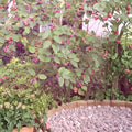 Serviceberry Live Plants 16–24 Inches, Amelanchier arborea, White Flowers & Summer Berries, Deciduous Shrub or Small Tree