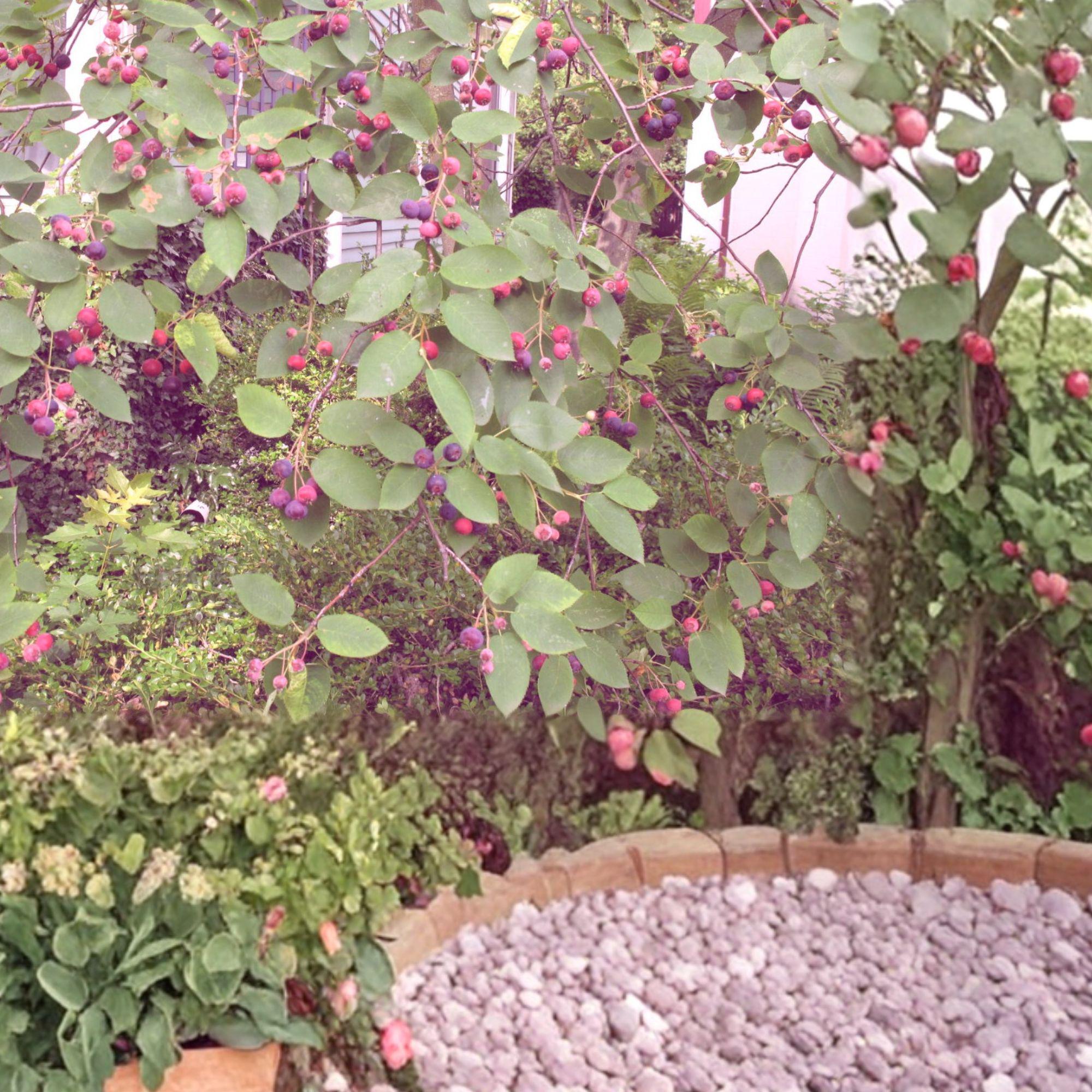 Serviceberry Live Plants 16–24 Inches, Amelanchier arborea, White Flowers & Summer Berries, Deciduous Shrub or Small Tree