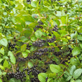 Black Chokeberry Cuttings 12 Unrooted Aronia melanocarpa Fruit Shrub for Propagation