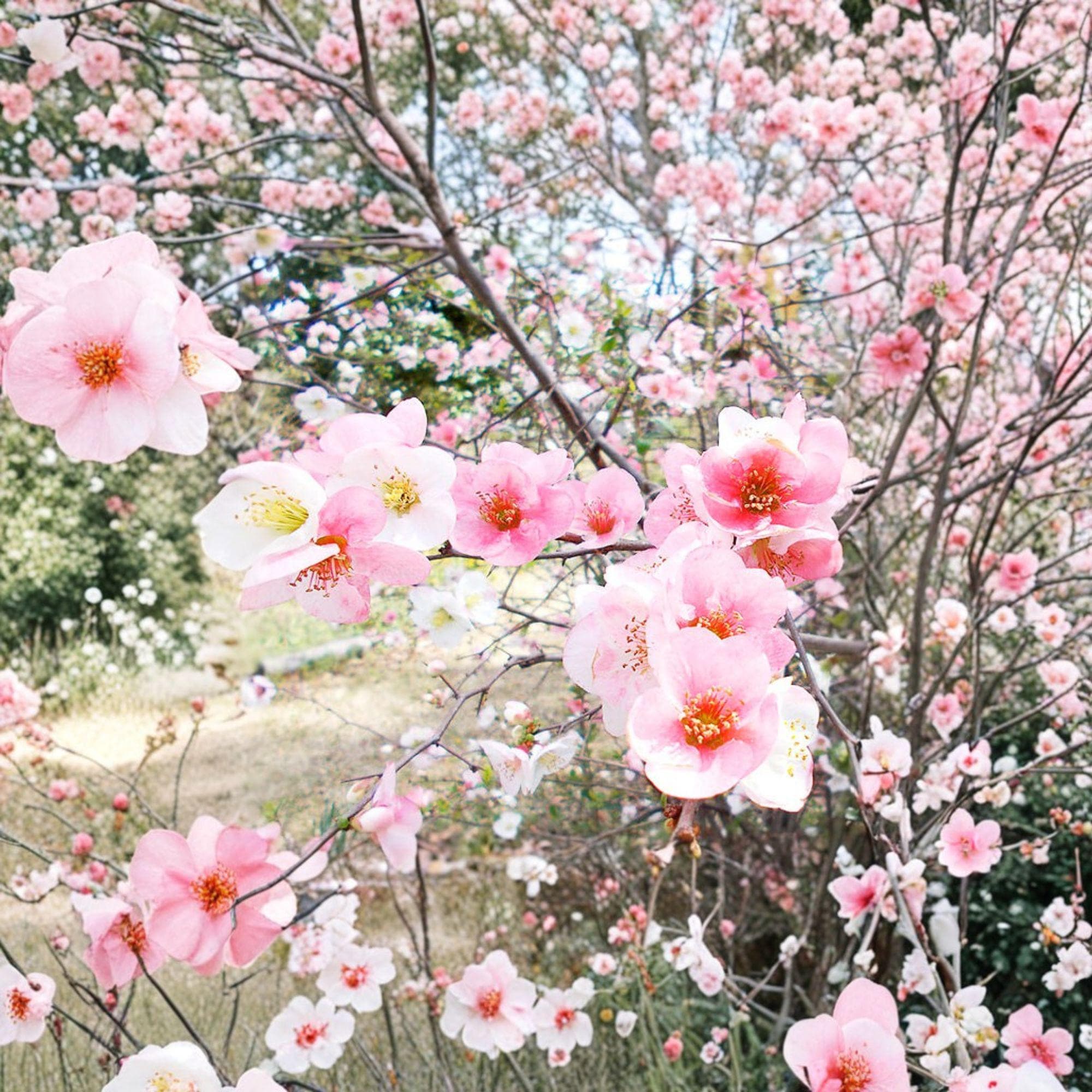 Toyo Nishiki Quince Live Plant – 6+ Inch Ornamental Shrub with Multicolor Flowers – Chaenomeles speciosa