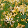 Hall’s Honeysuckle Vine - 4 Live Bare Root Plants with Fragrant White-Yellow Flowers - Lonicera japonica