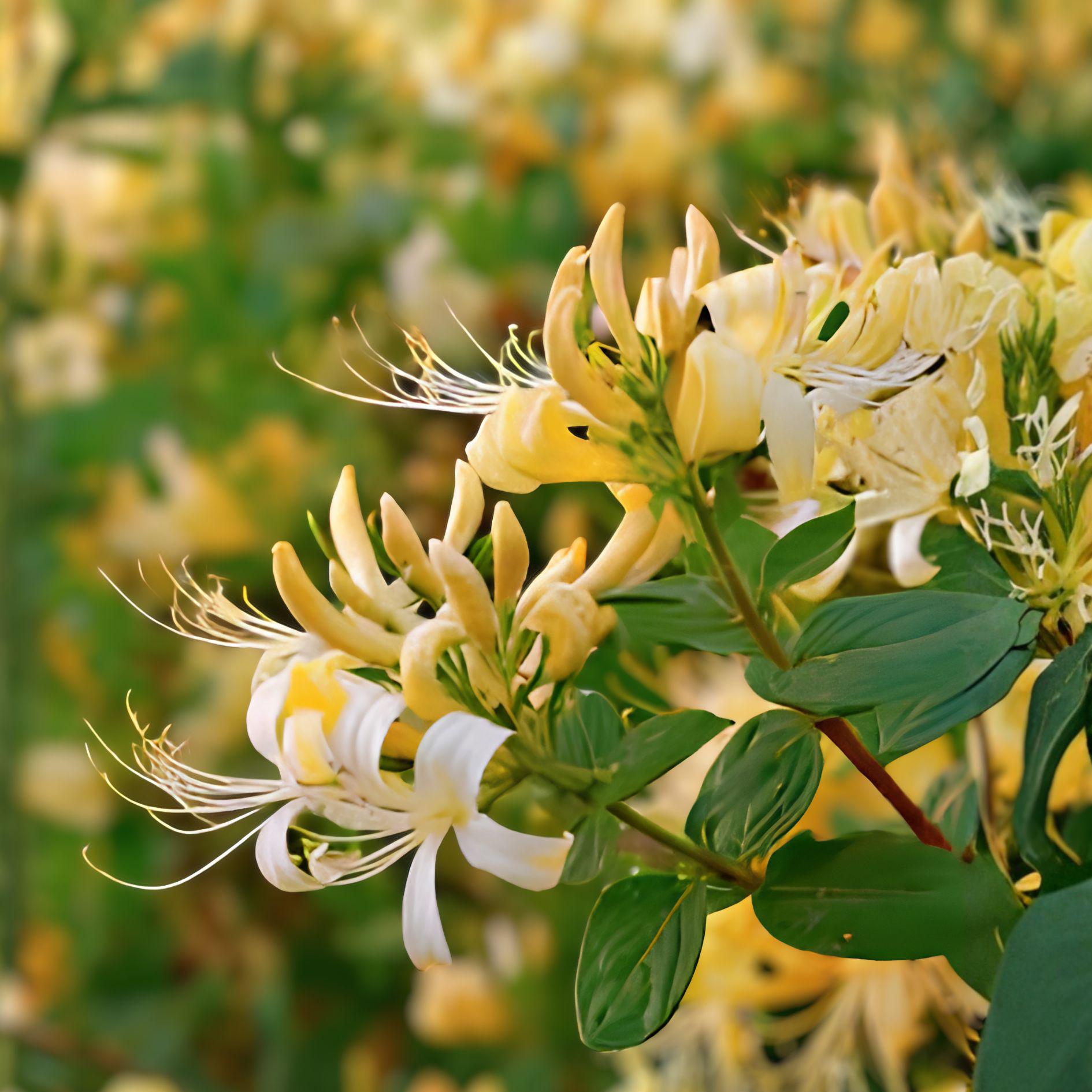 Hall’s Honeysuckle Vine - 4 Live Bare Root Plants with Fragrant White-Yellow Flowers - Lonicera japonica