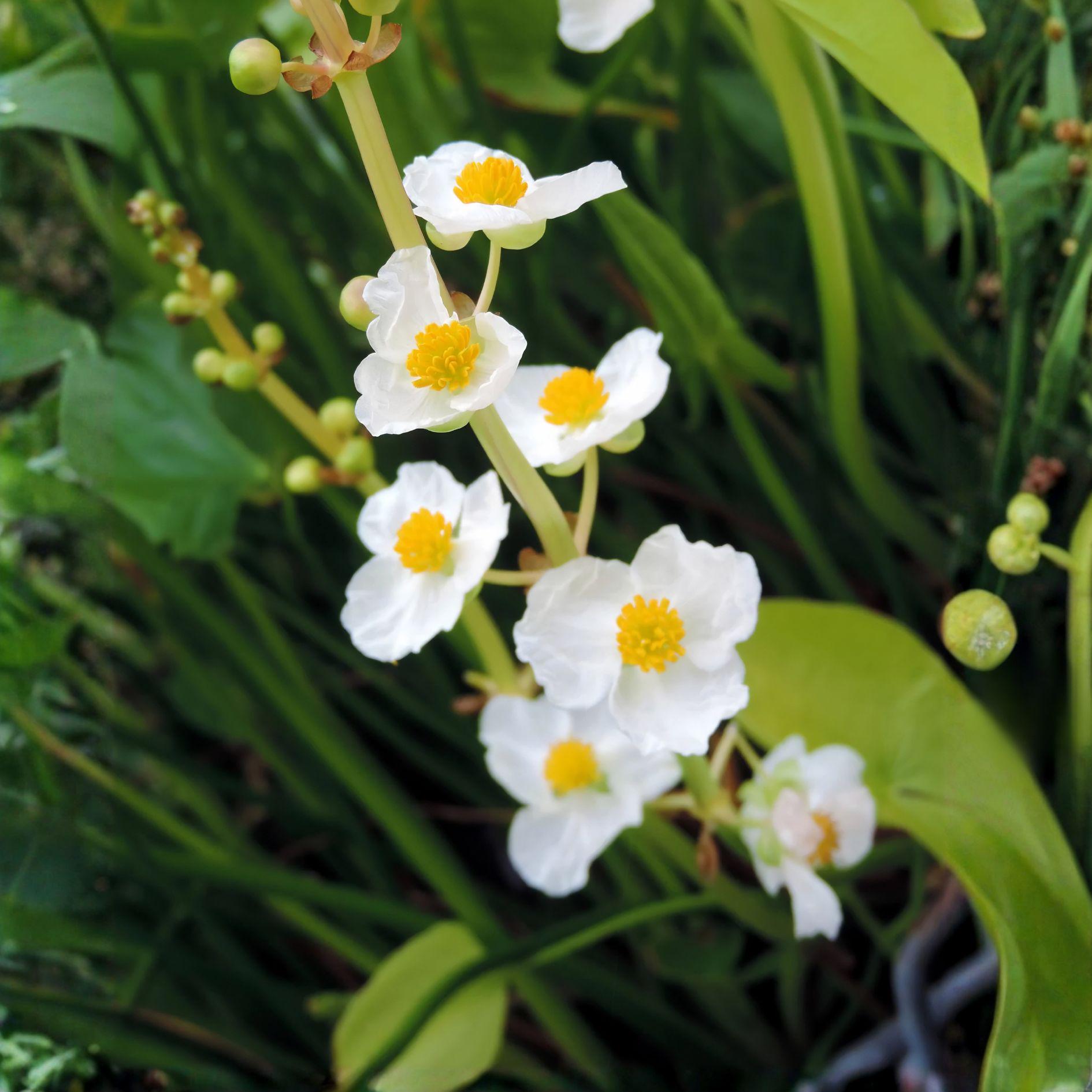 Common Arrowhead Seeds – 300 Native Aquatic Seeds – Sagittaria latifolia – Water Garden, Pond, Wetland Plant