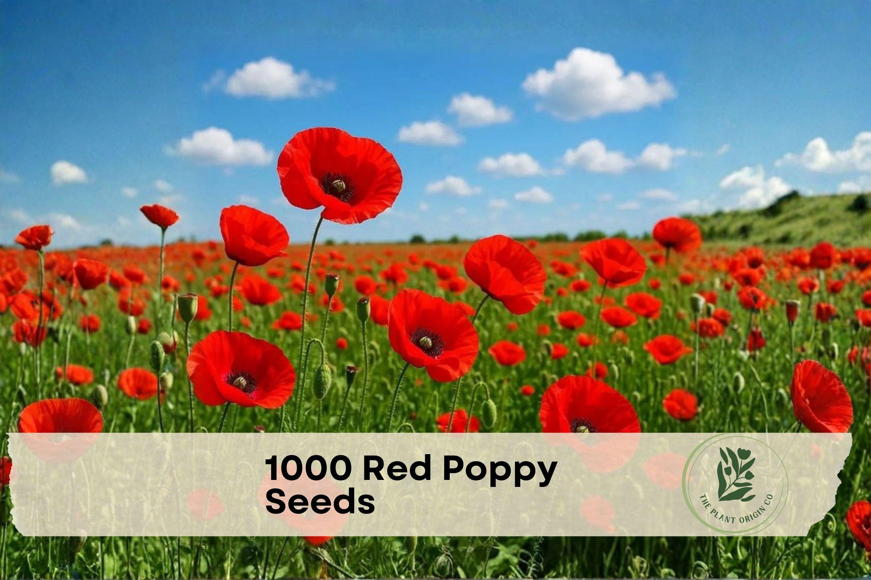 Red Poppy Seeds - 1000 Pack for Wildflower Gardens, Ornamental Borders, Papaver rhoeas, Bright Red Blooms, Easy to Grow