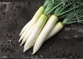 200+ White Icicle Radish Seeds – Heirloom Organic Non-GMO, Long White Roots, Crisp Mild Flavor, Garden Vegetable Seeds