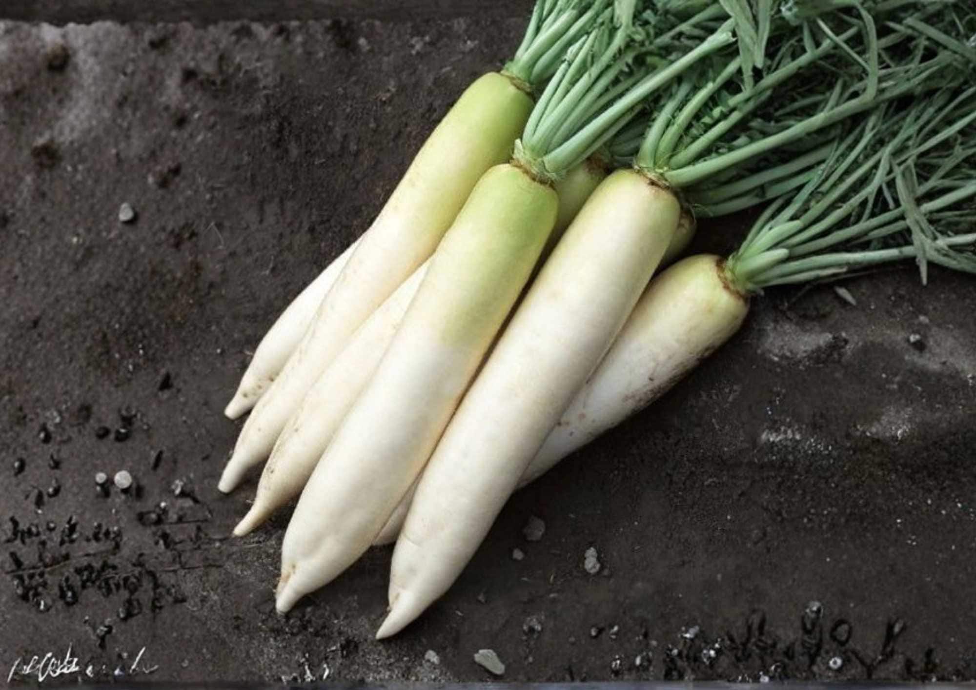 200+ White Icicle Radish Seeds – Heirloom Organic Non-GMO, Long White Roots, Crisp Mild Flavor, Garden Vegetable Seeds