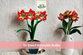 10 Dwarf Amaryllis Bulbs Hippeastrum Indoor Winter Flowering Bulbs, Bright Color, Easy Grow, Container Plant