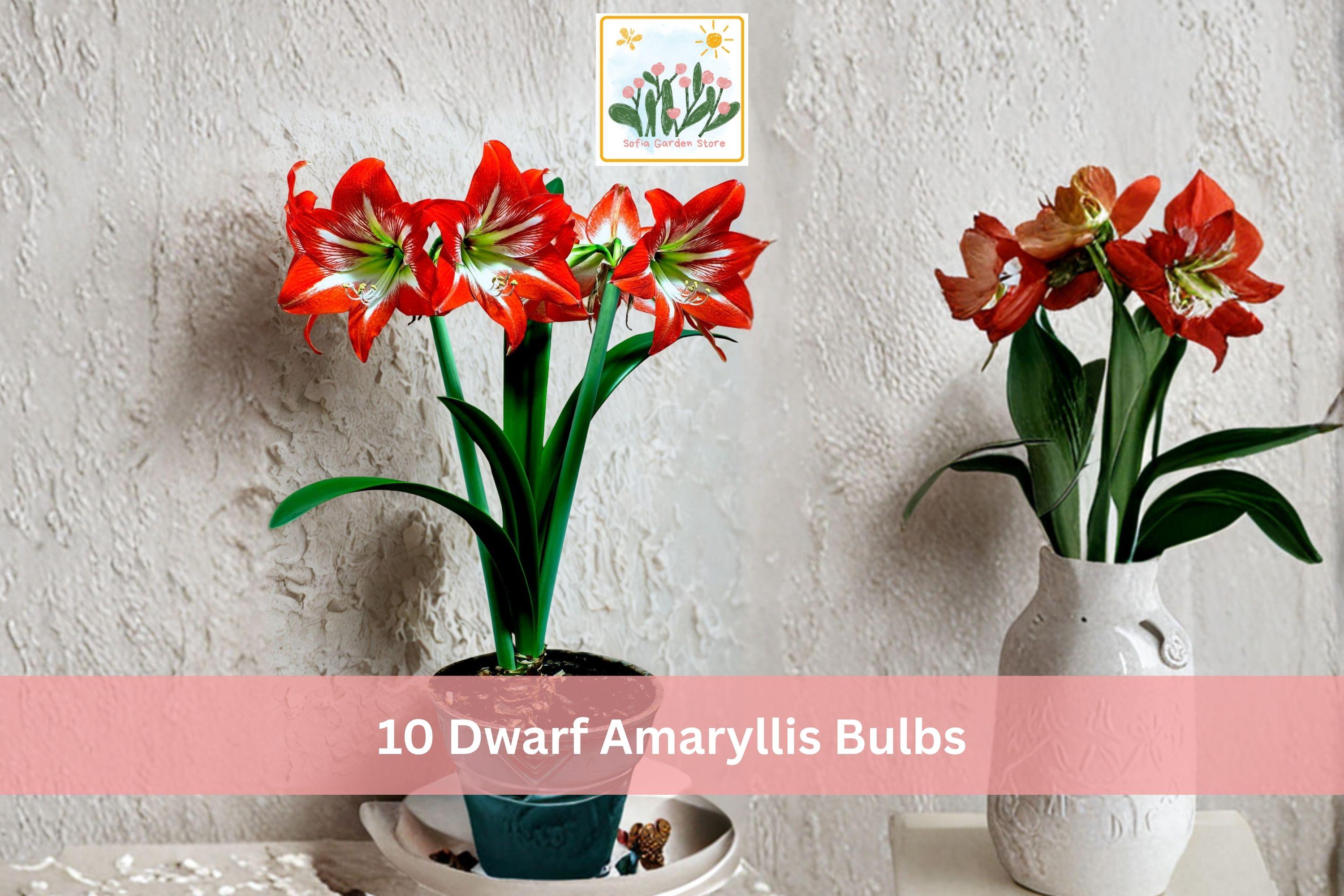 10 Dwarf Amaryllis Bulbs Hippeastrum Indoor Winter Flowering Bulbs, Bright Color, Easy Grow, Container Plant