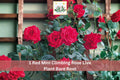 Red Mini Climbing Rose Bare Root Plant – 1-2 Ft, Vibrant Red Double Blooms, Climbing Rose, Rosa spp., Garden Vine