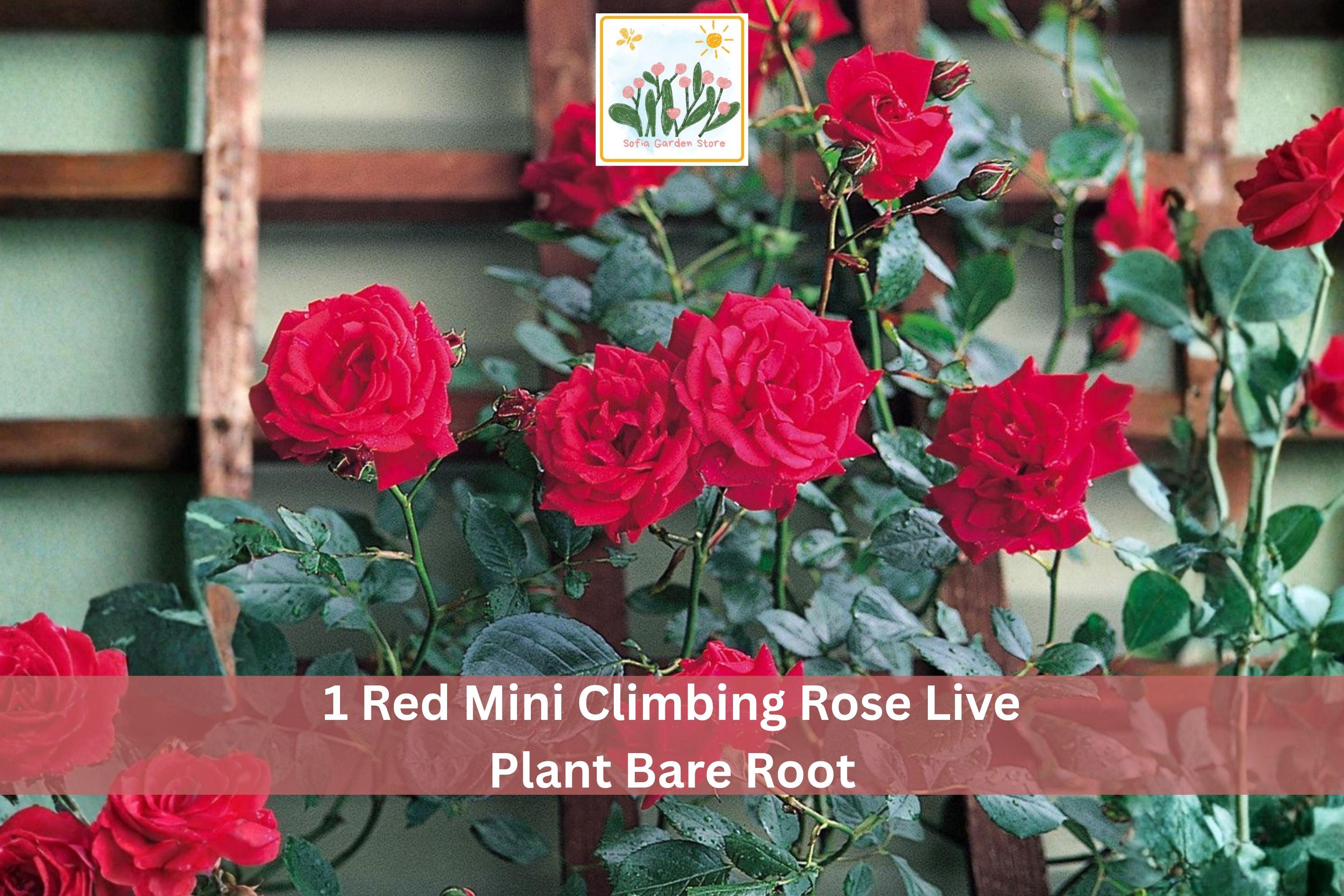 Red Mini Climbing Rose Bare Root Plant – 1-2 Ft, Vibrant Red Double Blooms, Climbing Rose, Rosa spp., Garden Vine
