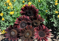 Heirloom Organic Non-GMO Chocolate Cherry Sunflower Seeds - Deep Burgundy Blooms, Pollinator Attracting, 50+ Seeds