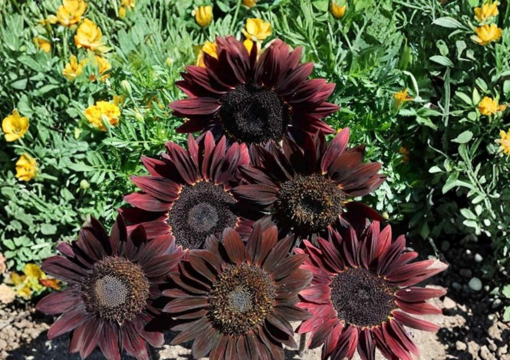 Heirloom Organic Non-GMO Chocolate Cherry Sunflower Seeds - Deep Burgundy Blooms, Pollinator Attracting, 50+ Seeds