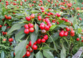 Large Red Cherry Hot Pepper Seeds, Thick-Walled, Medium Heat 3000-5000 Scoville, Capsicum annuum, Garden Planting