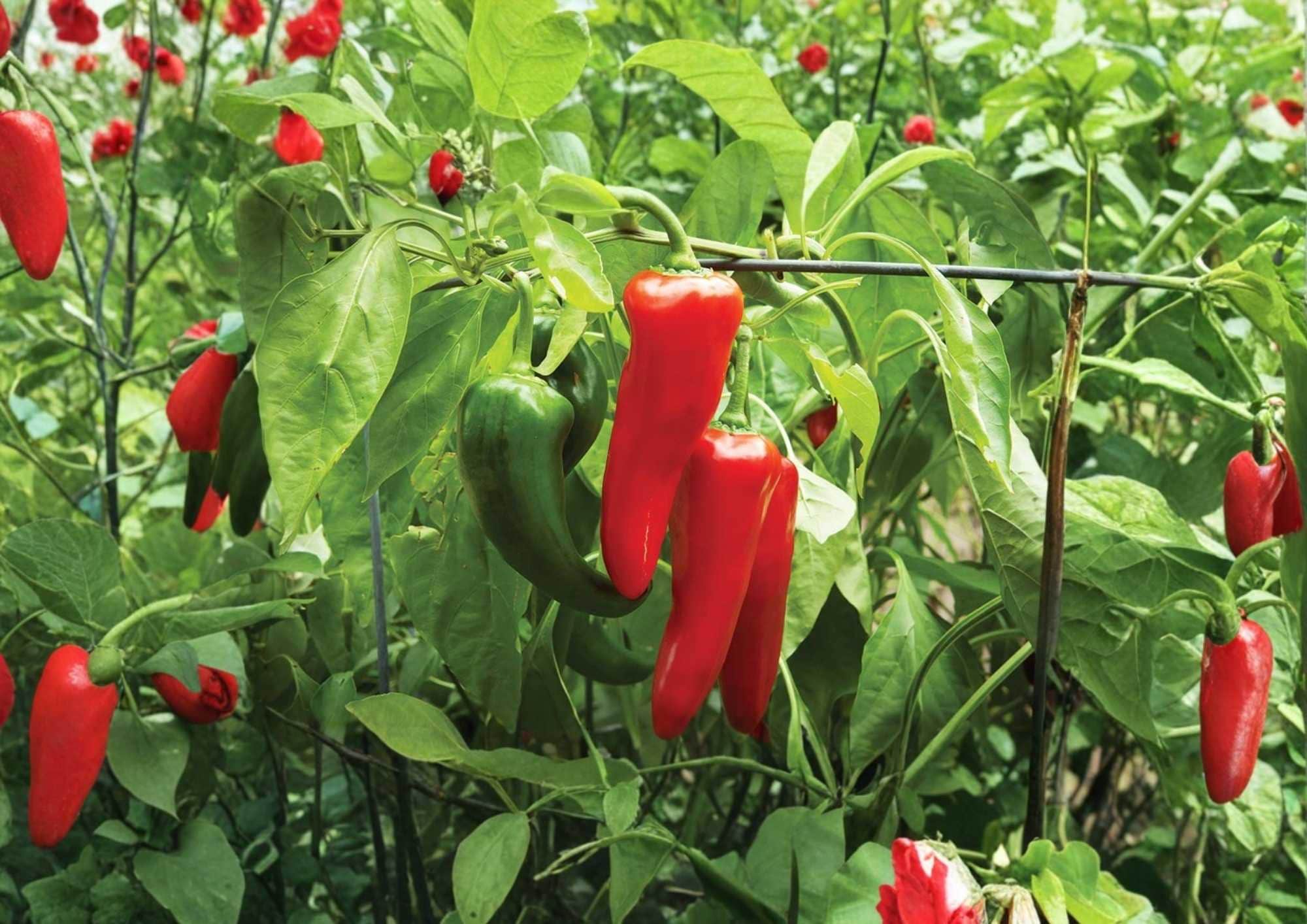 100+ TAM Jalapeno Pepper Seeds Heirloom Non-GMO Chili Seeds for Garden Planting, Green to Red, Thick-Walled, High Yield