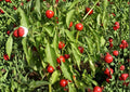 Red Cherry Pimenta Pepper Seeds – Heirloom Organic Non-GMO Chili Seeds for Garden, Growing Bright Red Round Fruits
