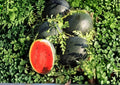 25+ Charleston Grey Watermelon Seeds – Heirloom Organic Non-GMO Giant Fruit Seeds for Garden Planting, Sweet Red Flesh, Large Melon Variety