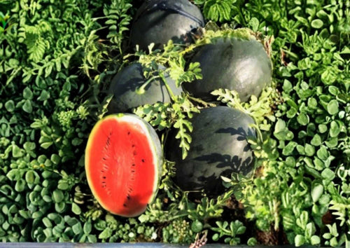 25+ Charleston Grey Watermelon Seeds – Heirloom Organic Non-GMO Giant Fruit Seeds for Garden Planting, Sweet Red Flesh, Large Melon Variety