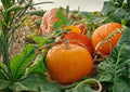 30+ Jack Be Little Pumpkin Seeds – Organic Heirloom Non-GMO Miniature Orange Decorative Edible Vegetable Seeds