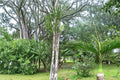 Bottle Palm Seeds – Hyophorbe lagenicaulis Tropical Ornamental Palm with Swollen Trunk and Green Fronds