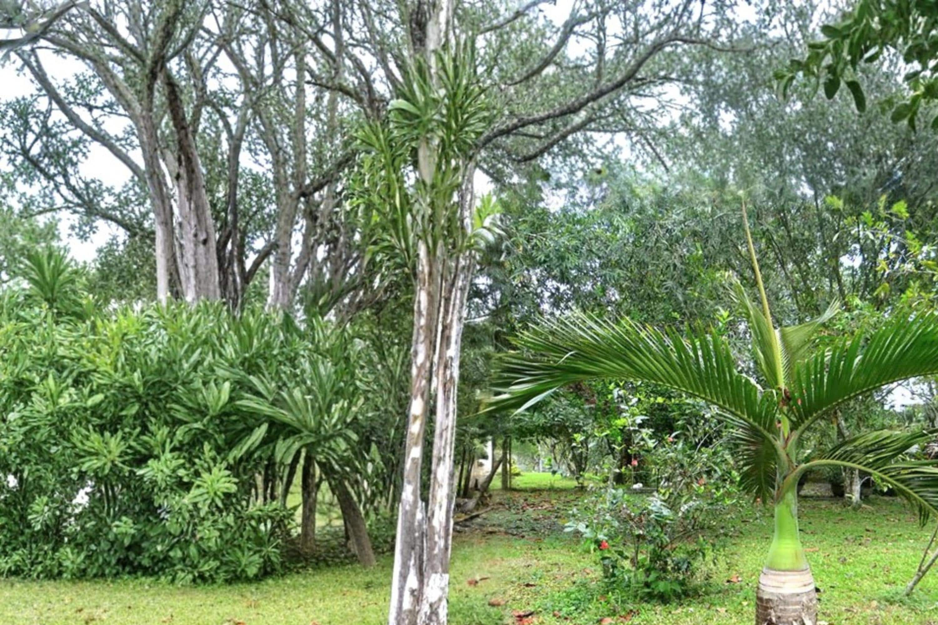 Bottle Palm Seeds – Hyophorbe lagenicaulis Tropical Ornamental Palm with Swollen Trunk and Green Fronds